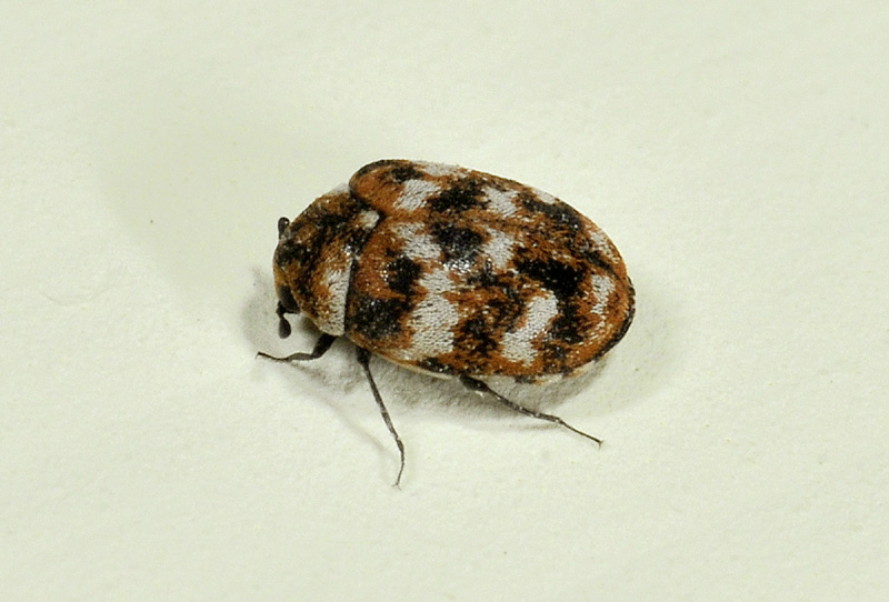 Anthrenus verbasci (cf.), Dermestidae